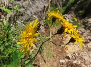 16 Bei fiori di Hieracium 